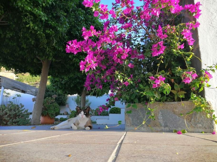 Casa Jardin. Vivienda Rural En Zona Tranquila. Vila Lucainena de las Torres Exterior foto