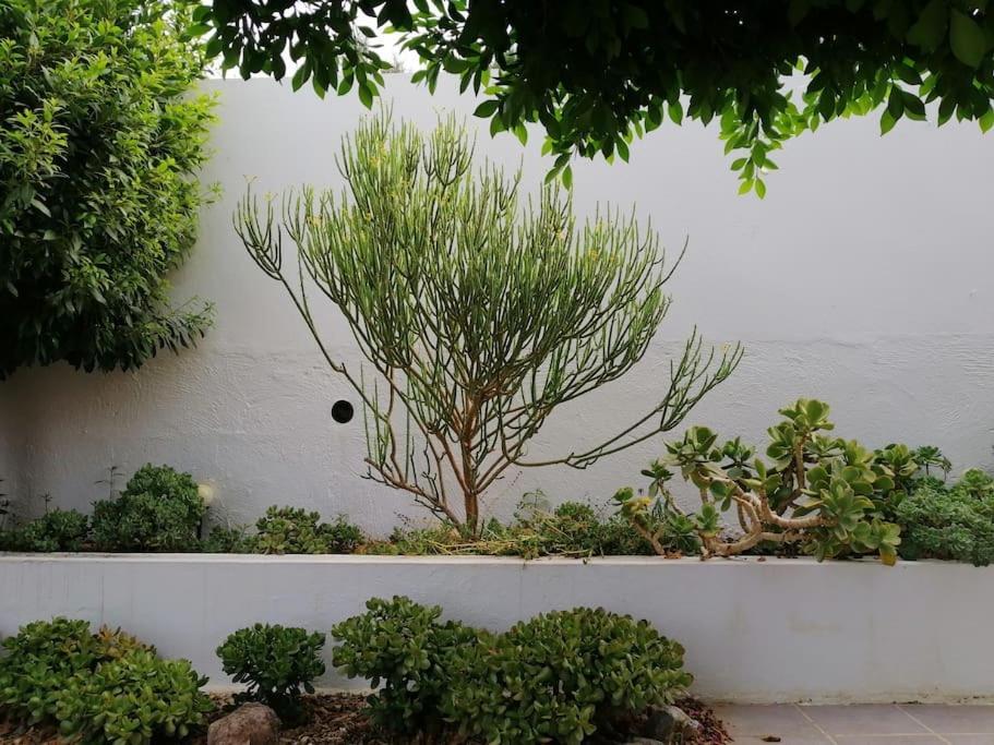 Casa Jardin. Vivienda Rural En Zona Tranquila. Vila Lucainena de las Torres Exterior foto